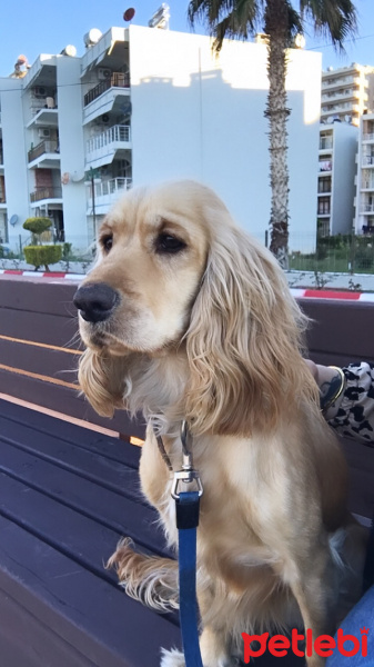 Amerikan Cocker Spaniel, Köpek  Mia fotoğrafı