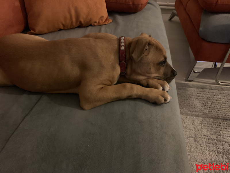 Amerikan Pitbull Terrier, Köpek  Arwen fotoğrafı