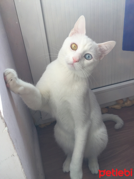 Van Kedisi, Kedi  Sezar fotoğrafı