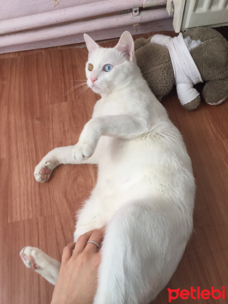 Van Kedisi, Kedi  Sezar fotoğrafı