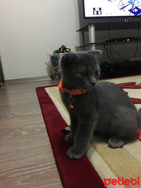 Scottish Fold, Kedi  Şira fotoğrafı