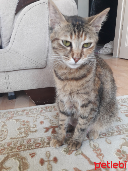 Tekir Kedi, Kedi  Fadik fotoğrafı