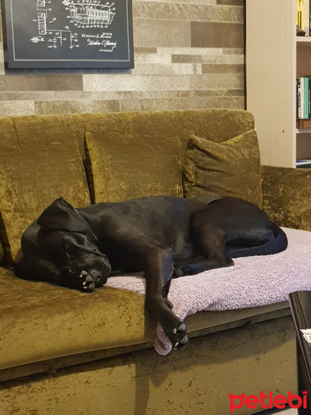 Labrador Retriever, Köpek  Marty fotoğrafı
