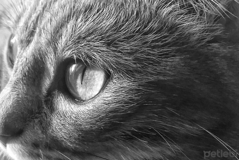 Tekir Kedi, Kedi  Gümüş fotoğrafı