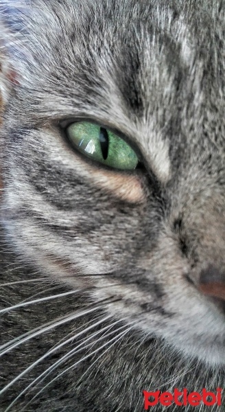 Tekir Kedi, Kedi  Gümüş fotoğrafı