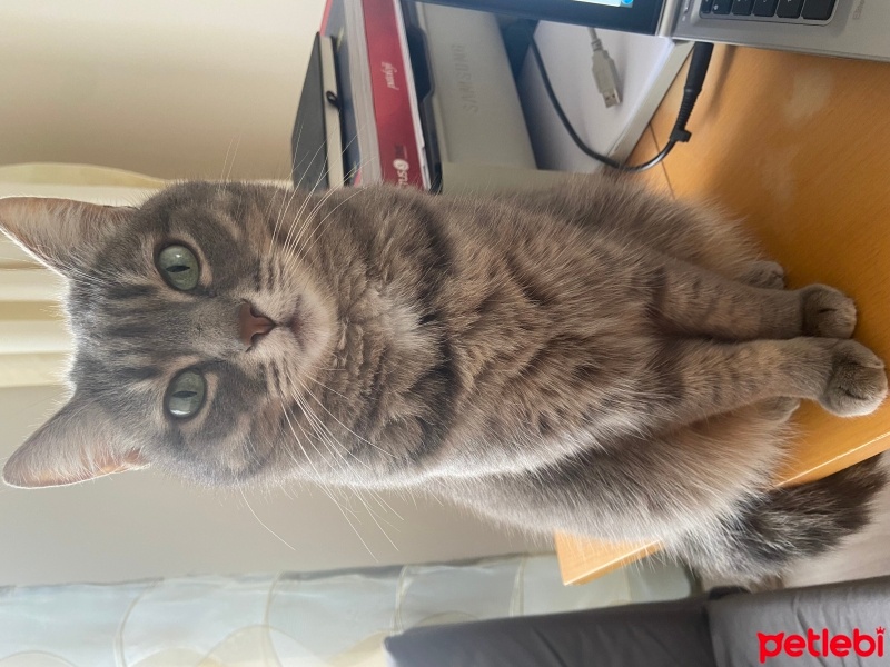 Tekir Kedi, Kedi  Gümüş fotoğrafı