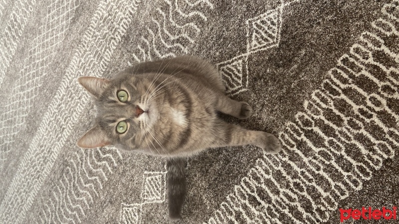 Tekir Kedi, Kedi  Gümüş fotoğrafı