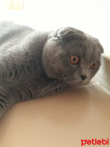 Scottish Fold, Kedi  Paşa fotoğrafı