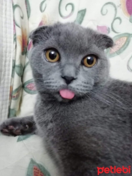 Scottish Fold, Kedi  Paşa fotoğrafı