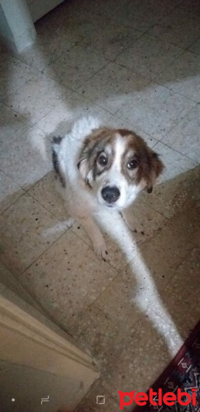 Border Collie, Köpek  Lucy fotoğrafı