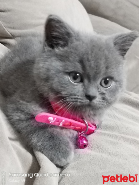 British Shorthair, Kedi  Minnoş fotoğrafı