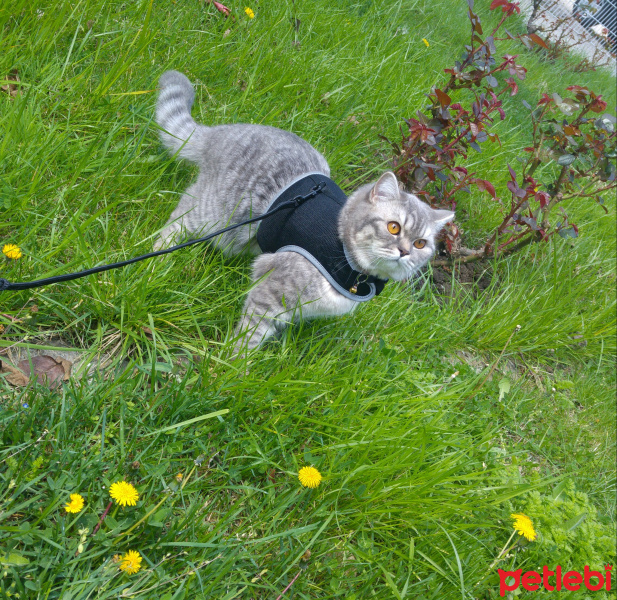 British Shorthair, Kedi  ŞANSIM fotoğrafı