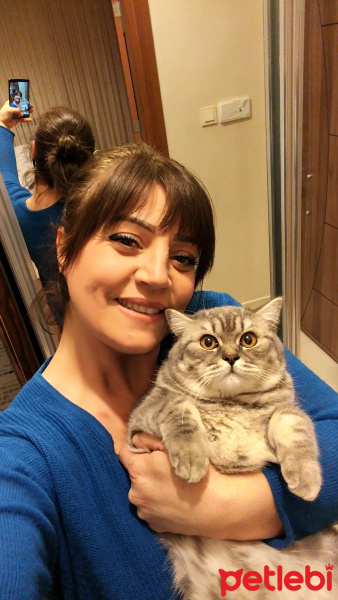 British Shorthair, Kedi  ŞANSIM fotoğrafı