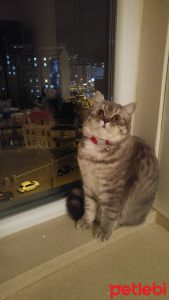 British Shorthair, Kedi  ŞANSIM fotoğrafı