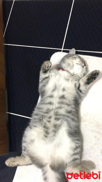 British Shorthair, Kedi  ŞANSIM fotoğrafı