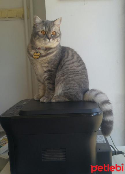 British Shorthair, Kedi  ŞANSIM fotoğrafı