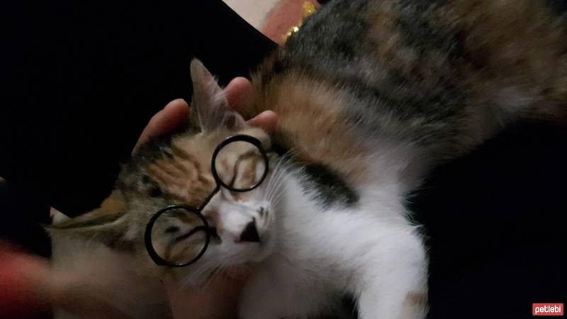 Tekir Kedi, Kedi  Şirin  fotoğrafı