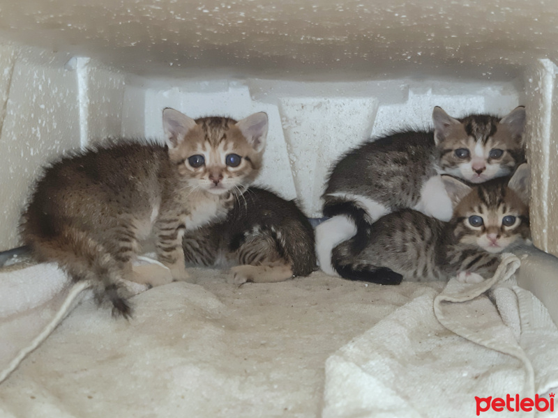 Tekir Kedi, Kedi  Yok fotoğrafı