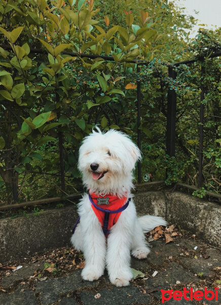 Bichon Havanese, Köpek  Daisy fotoğrafı