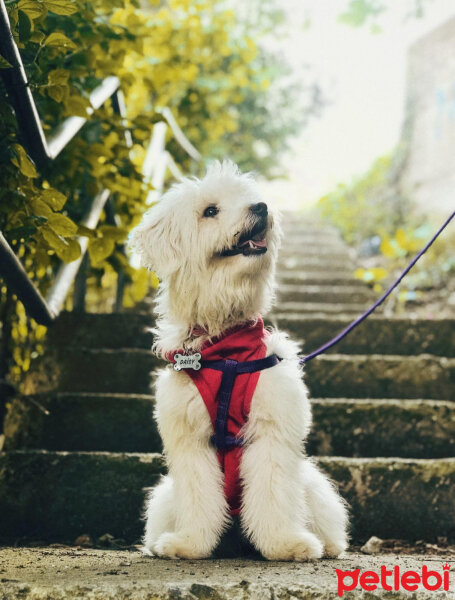 Bichon Havanese, Köpek  Daisy fotoğrafı