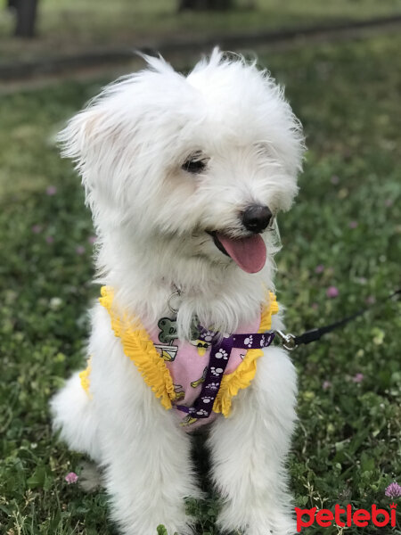 Bichon Havanese, Köpek  Daisy fotoğrafı