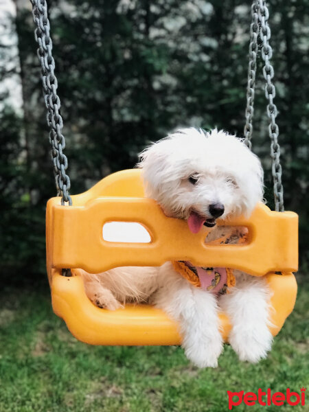 Bichon Havanese, Köpek  Daisy fotoğrafı