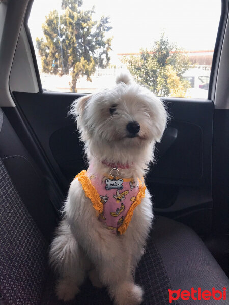 Bichon Havanese, Köpek  Daisy fotoğrafı