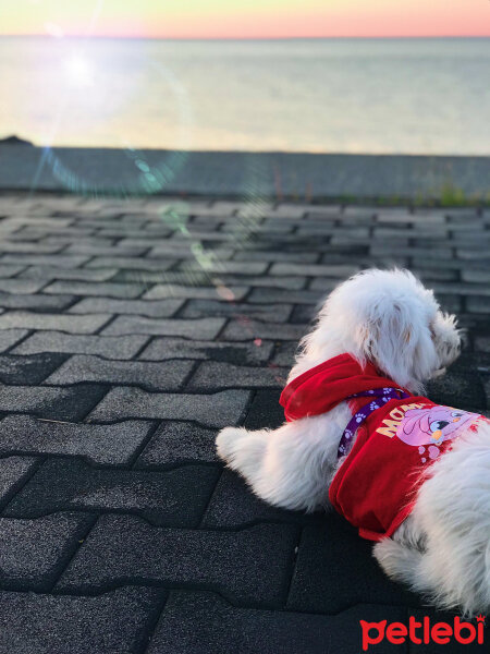 Bichon Havanese, Köpek  Daisy fotoğrafı