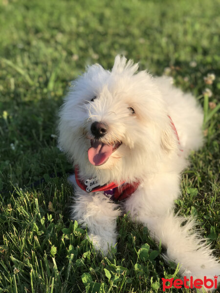 Bichon Havanese, Köpek  Daisy fotoğrafı