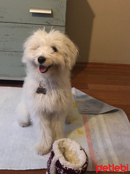 Bichon Havanese, Köpek  Daisy fotoğrafı