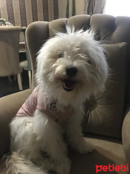 Bichon Havanese, Köpek  Daisy fotoğrafı