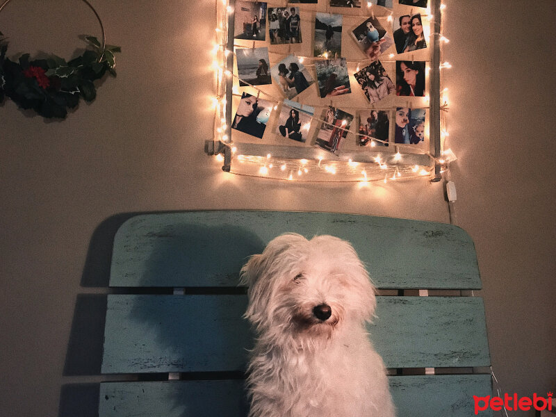 Bichon Havanese, Köpek  Daisy fotoğrafı