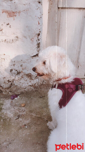 Bichon Havanese, Köpek  Daisy fotoğrafı