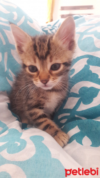 Tekir Kedi, Kedi  isimsiz fotoğrafı
