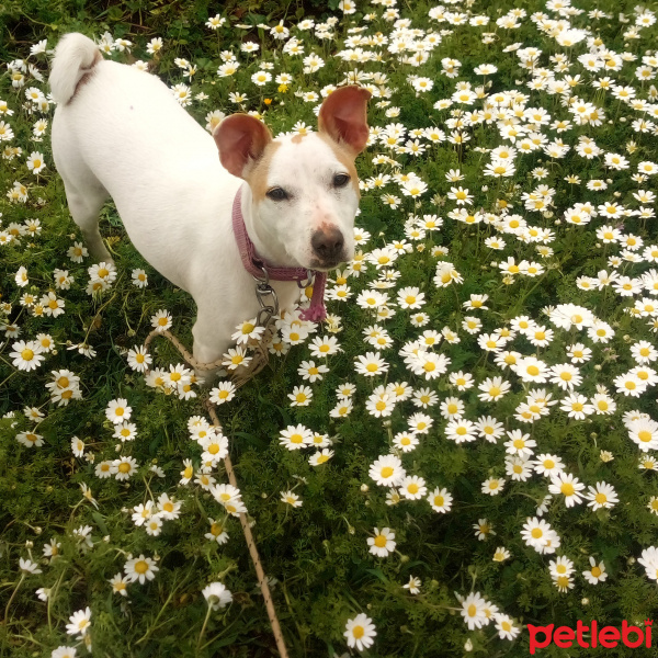 Jack Russell Terrier, Köpek  Hera fotoğrafı