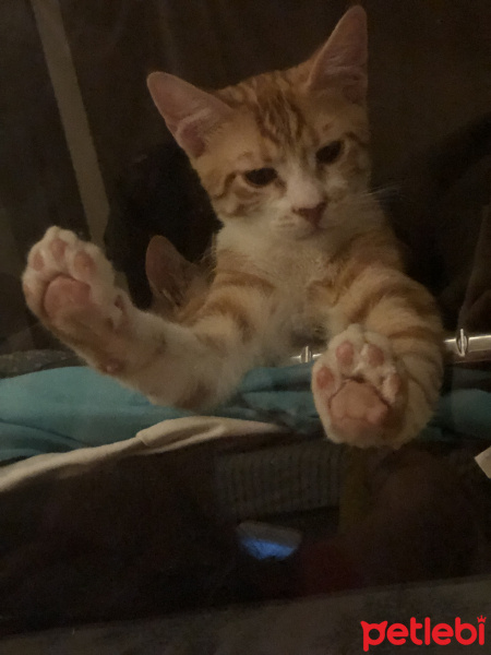 Tekir Kedi, Kedi  Yumurta fotoğrafı