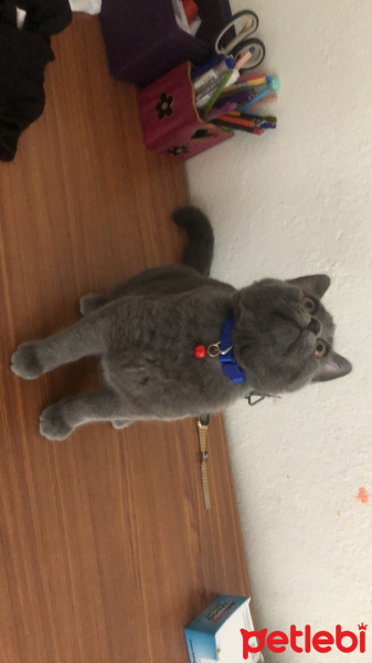 Scottish Fold, Kedi  Zeus fotoğrafı
