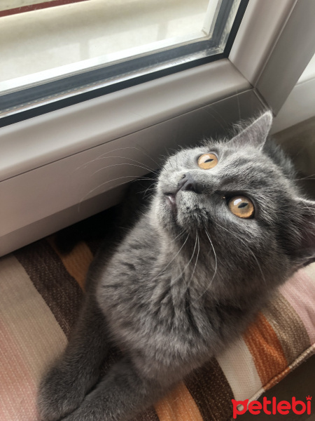 Scottish Fold, Kedi  Zeus fotoğrafı