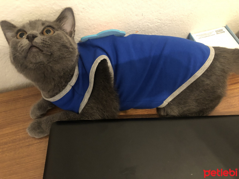 Scottish Fold, Kedi  Zeus fotoğrafı