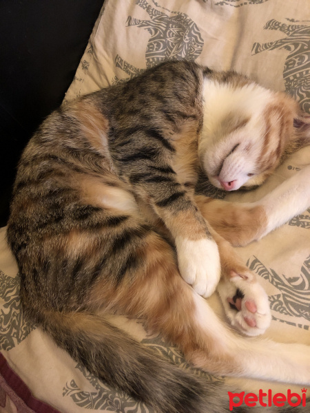 Tekir Kedi, Kedi  Halo halo fotoğrafı