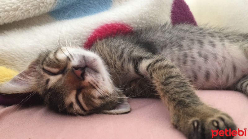 Tekir Kedi, Kedi  Alço fotoğrafı