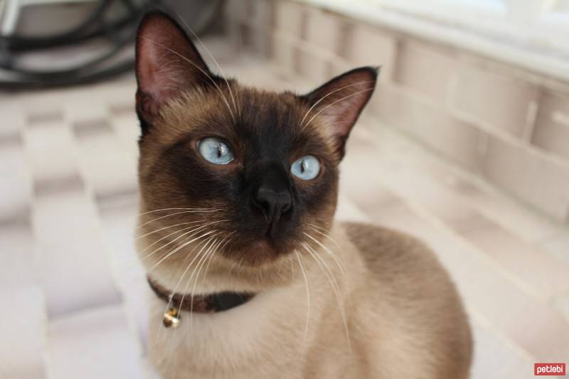 Siyam Kedisi, Kedi  Luxor fotoğrafı