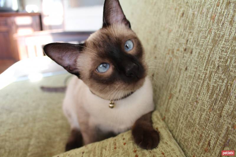 Siyam Kedisi, Kedi  Luxor fotoğrafı