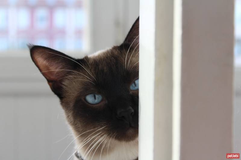 Siyam Kedisi, Kedi  Luxor fotoğrafı