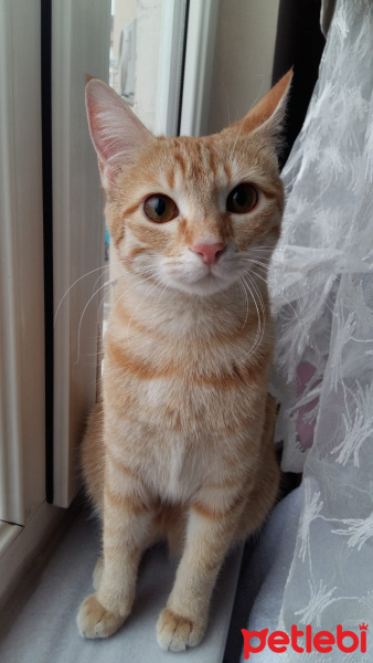 Tekir Kedi, Kedi  fındık fotoğrafı