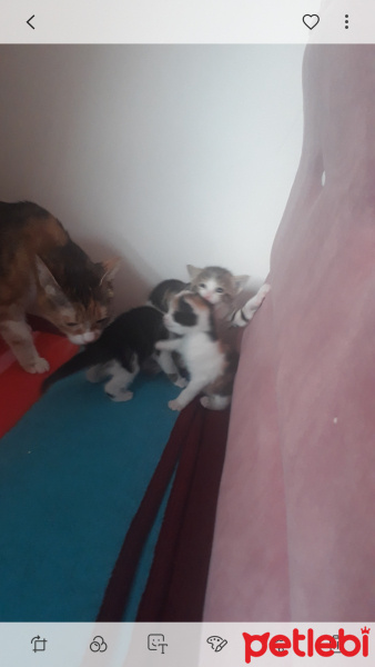 Tekir Kedi, Kedi  Kedi fotoğrafı