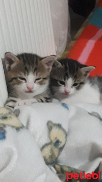 Tekir Kedi, Kedi  Kedi fotoğrafı