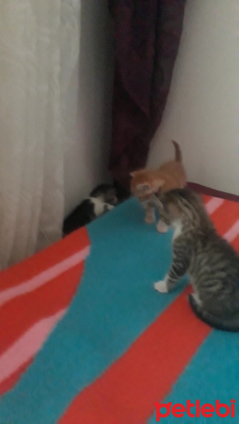 Tekir Kedi, Kedi  Kedi fotoğrafı