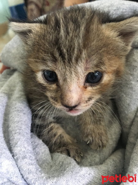 Tekir Kedi, Kedi  Hürrem fotoğrafı