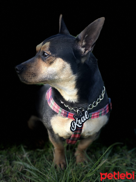 Minyatür Pinscher, Köpek  Kral fotoğrafı